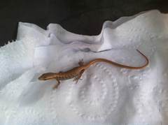 Elgaria multicarinata