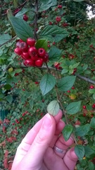 Cotoneaster wardii