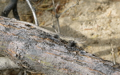 Urosaurus graciosus