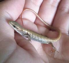 Elgaria multicarinata