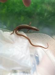 Elgaria multicarinata