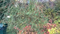 Cotoneaster wardii