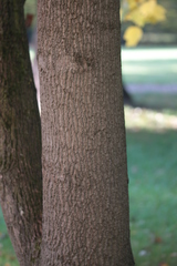 Liriodendron tulipifera