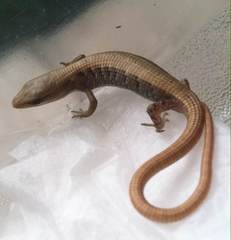 Elgaria multicarinata