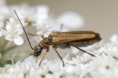 Oedemera barbara
