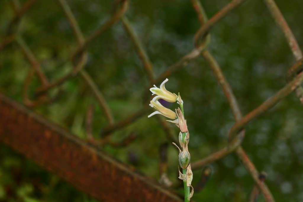 Dipcadi ursulae, Satara, IN-MH, IN