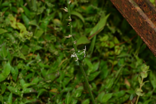 Image of Dipcadi ursulae by no rights reserved