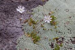 Stellaria gracilenta