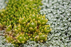 Colobanthus brevisepalus