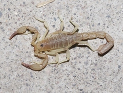 Chihuahuanus russelli