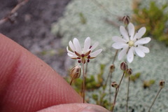 Stellaria gracilenta