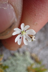 Stellaria gracilenta