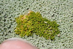 Colobanthus brevisepalus