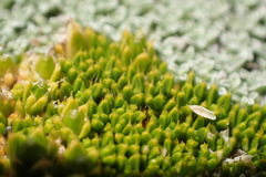 Colobanthus brevisepalus