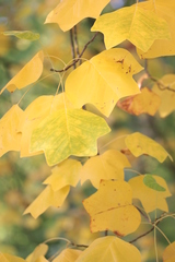 Liriodendron tulipifera
