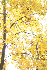 Liriodendron tulipifera