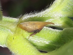 Enchenopa squamigera