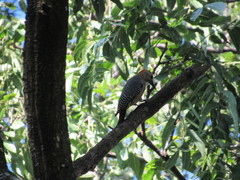 Melanerpes aurifrons