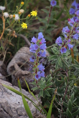 Lobostemon argenteus