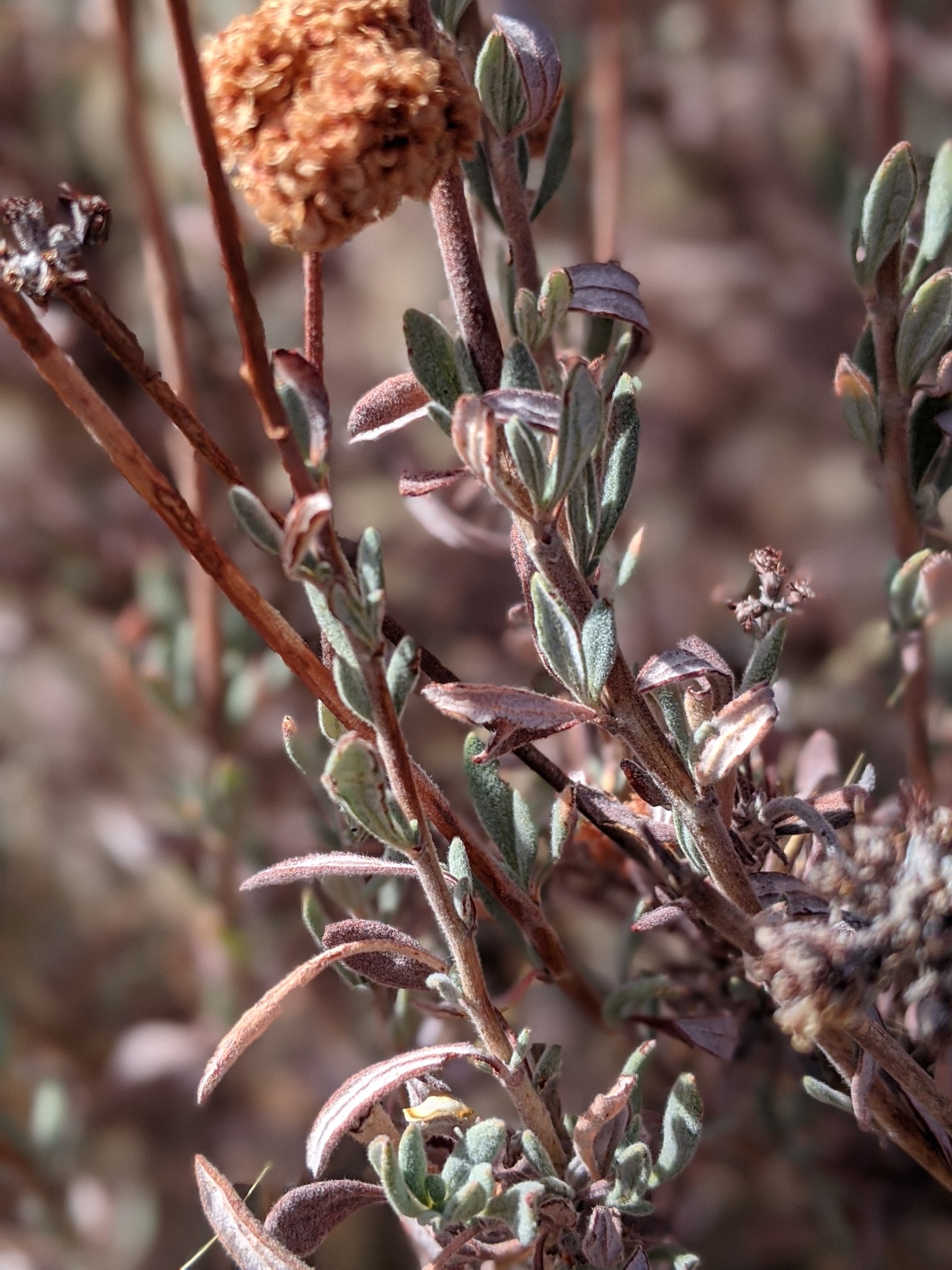 Eriogonum fasciculatum var. polifolium