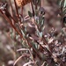 Eastern Mojave Buckwheat - Photo (c) Don Rideout, some rights reserved (CC BY-NC), uploaded by Don Rideout