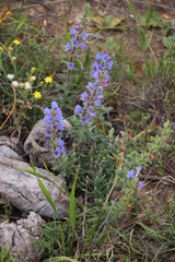 Lobostemon argenteus