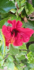 Hibiscus rosa-sinensis