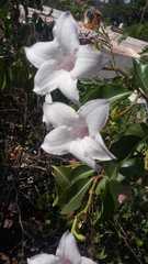 Cryptostegia