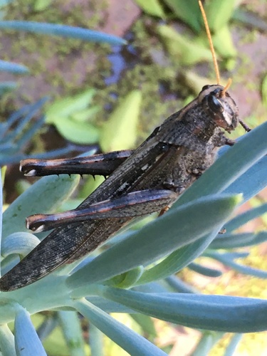 Gray Bird Grasshopper, photo 7 of 10