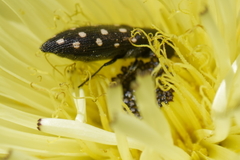 Acmaeodera degener