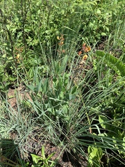 Argyrolobium robustum