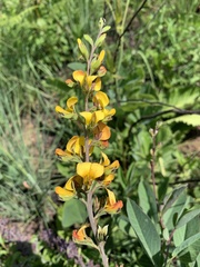 Argyrolobium robustum