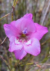 Gladiolus ornatus