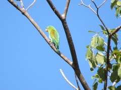 Brotogeris jugularis