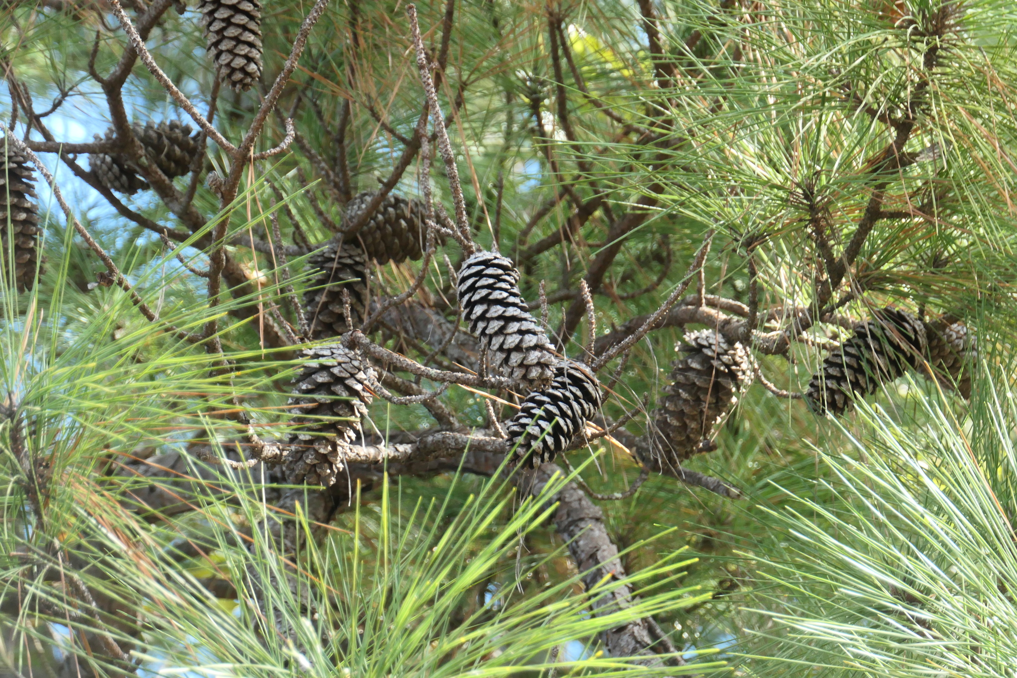 Pinus taeda