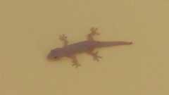 Hemidactylus frenatus