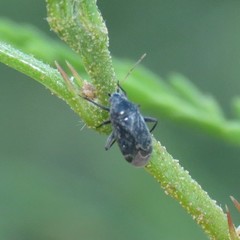 Polymerus