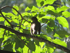 Turdus grayi