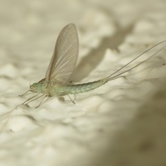 Callibaetis floridanus