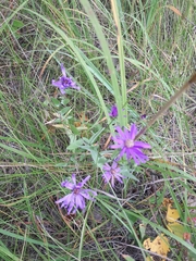 Symphyotrichum sericeum