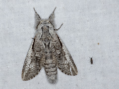 Endoxyla secta