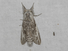 Endoxyla secta