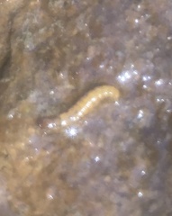 Rhyacophiloidea