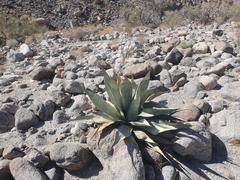Agave turneri