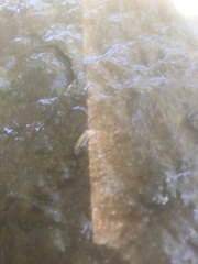 Rhyacophiloidea