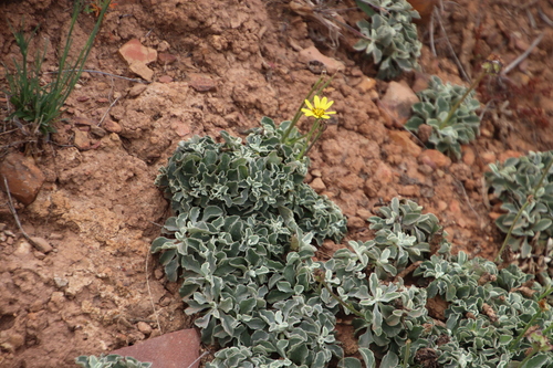 Image of Osteospermum tomentosum by (c) Tony Rebelo, some rights reserved (CC BY-SA)