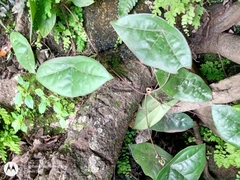 Passiflora sexocellata