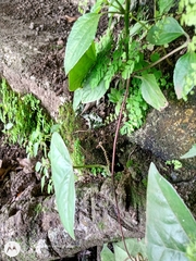 Passiflora sexocellata