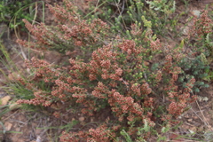 Erica setacea