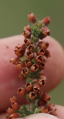 Erica setacea